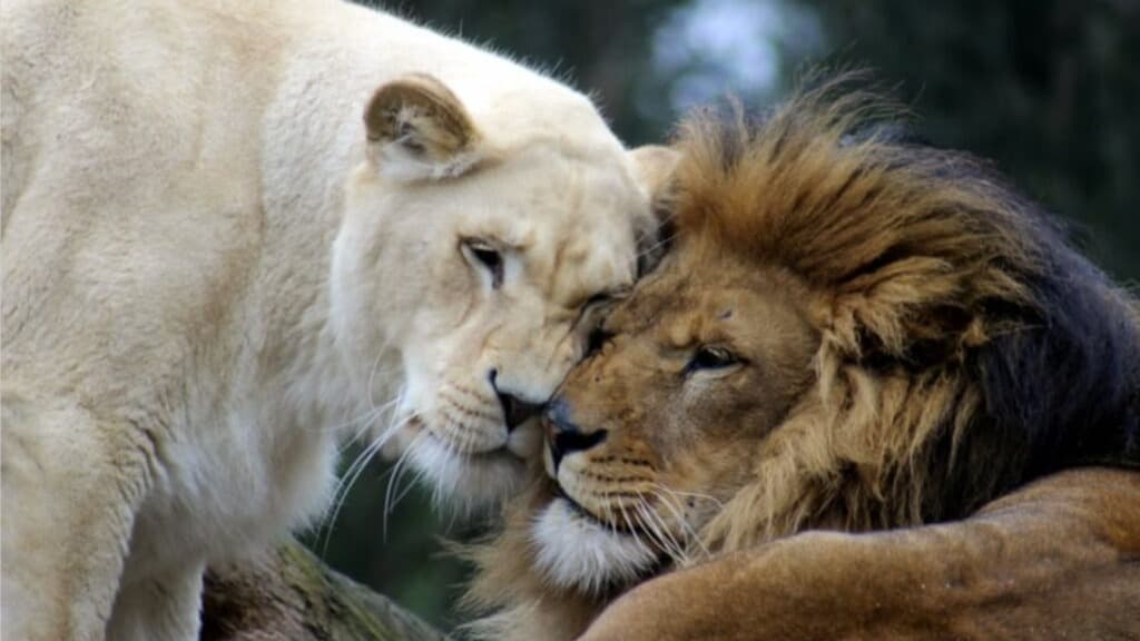 Masculine and Feminine Energy for a Fulfilling Life